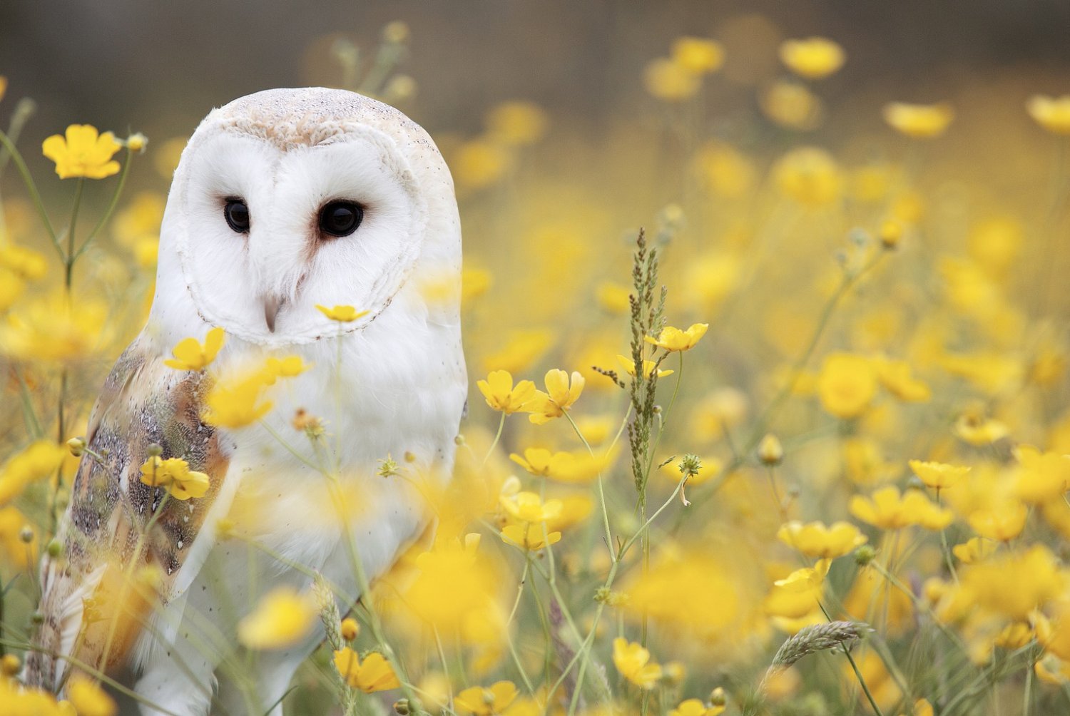 Marie - Hypnose d'Eveil - 