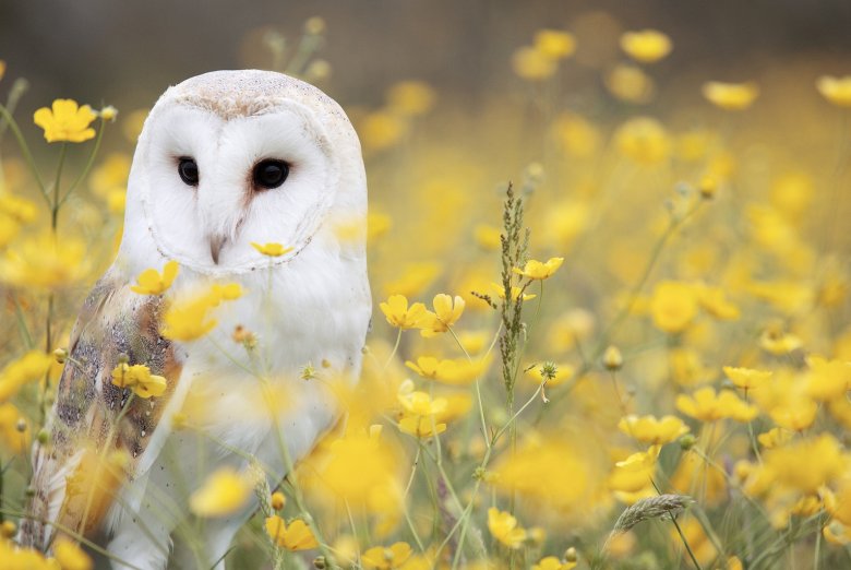 Marie - Hypnose d'Eveil - 