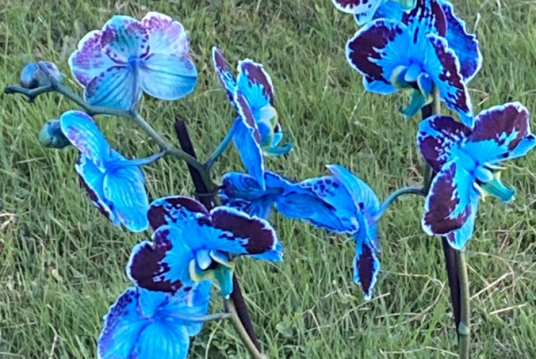 Nadia - Accompagnement enfant - 